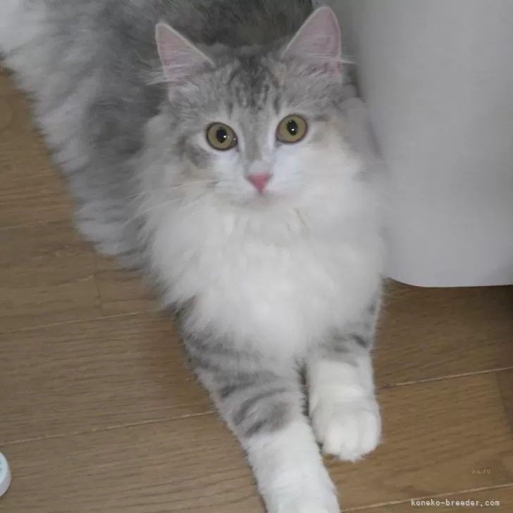 S.S 様のお迎えした子猫