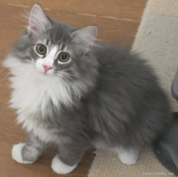 クッキー 様のお迎えした子猫