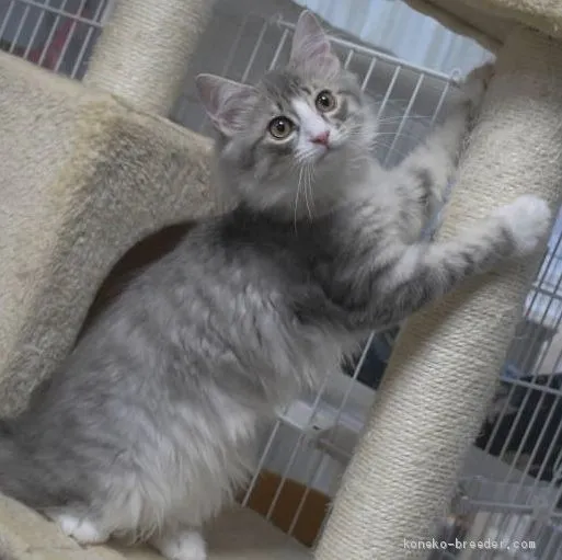 ID：1908-00924の子猫