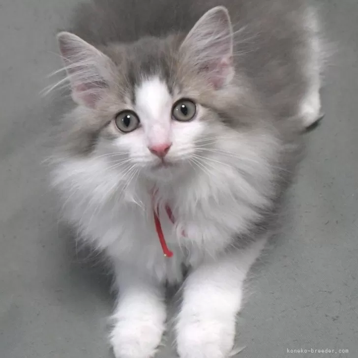 S.T 様のお迎えした子猫