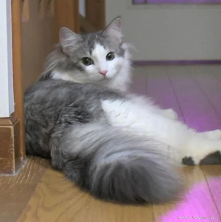 モフモフ 様のお迎えした子猫