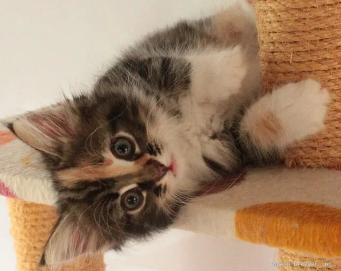 ID:1505-00369の子猫