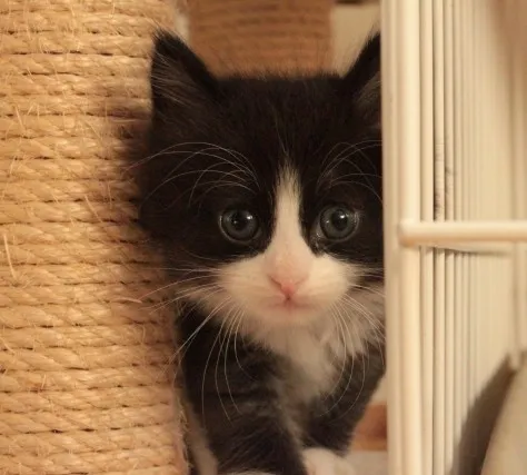ID:1210-00116の子猫