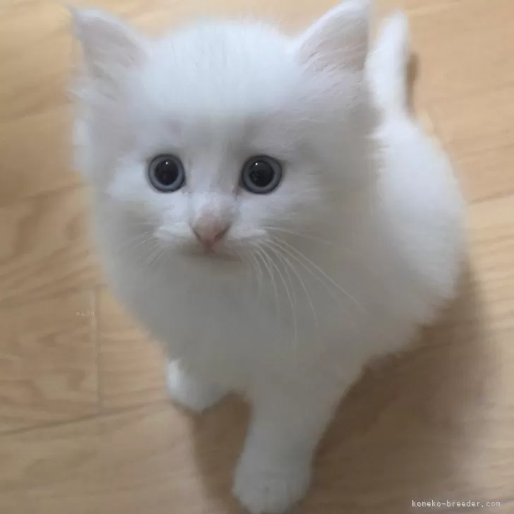K.H 様のお迎えした子猫