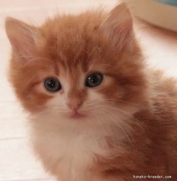 ID：1511-00066の子猫