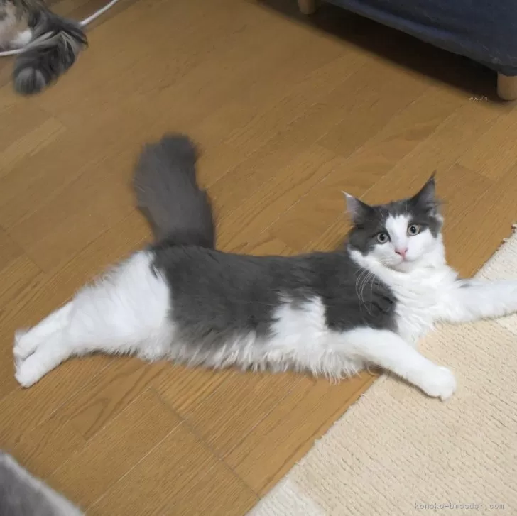 ID:2406-00120の子猫