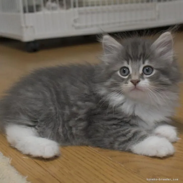 M 様のお迎えした子猫