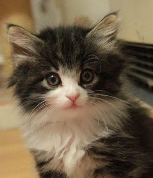 ID:1403-00125の子猫