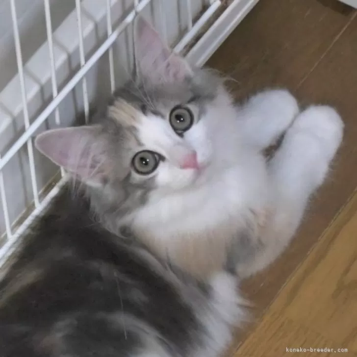 SSSher 様のお迎えした子猫