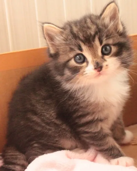 ID:1306-00088の子猫