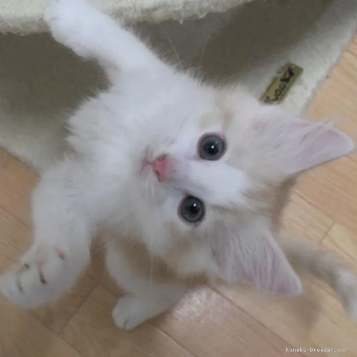 ID：2210-02205の子猫