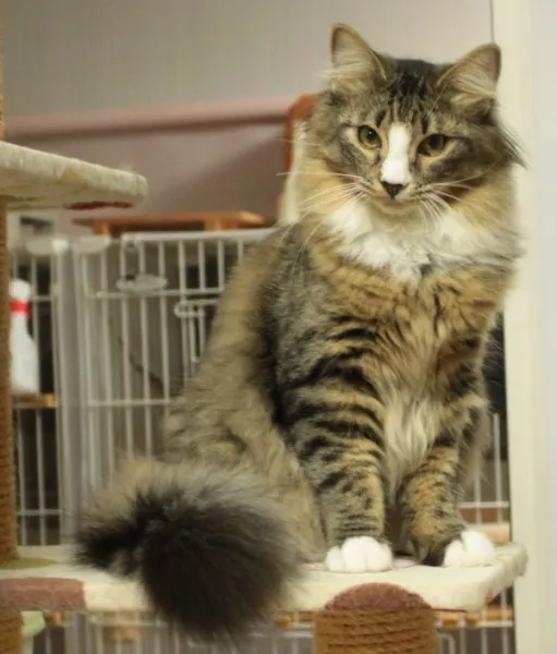 ID:1305-00105の子猫