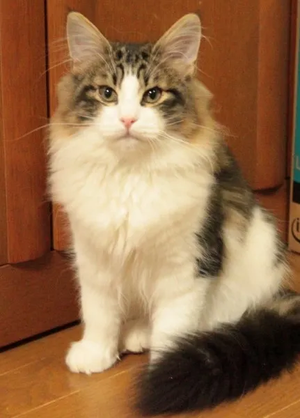 ID：1309-00150の子猫