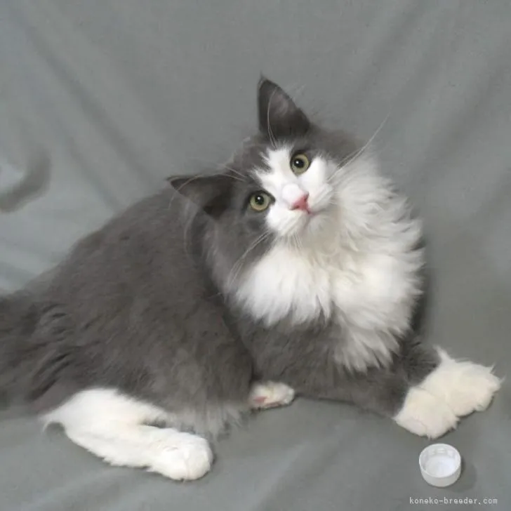 ID:2205-02912の子猫