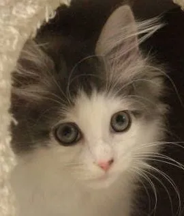 ID：1609-00063の子猫