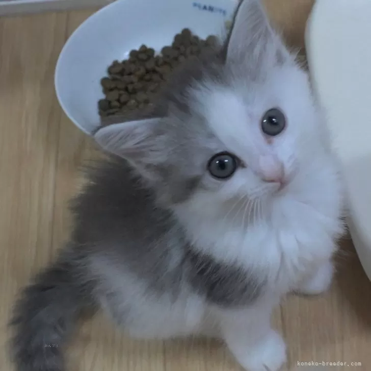 ID:2409-02828の子猫