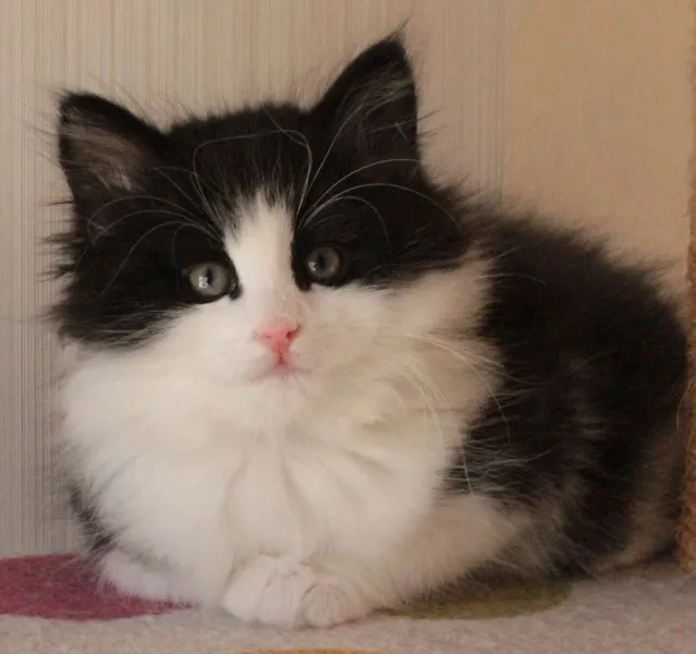 ID:1401-00092の子猫