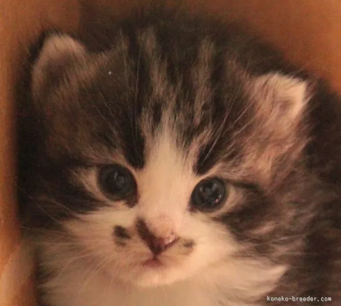 ID：1508-00147の子猫
