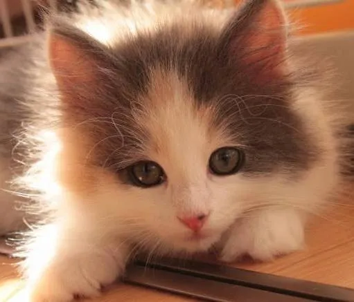 ID:1309-00147の子猫