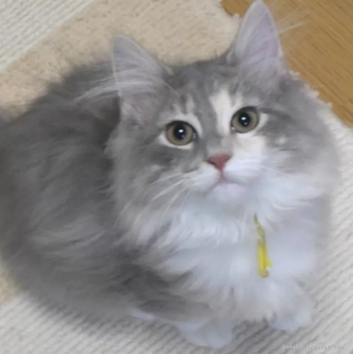 ID：2310-02612の子猫
