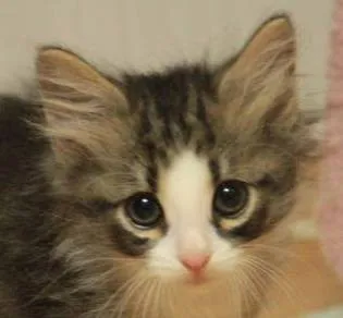 ID:1307-00264の子猫
