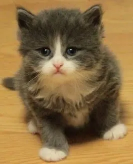 ID:1509-00597の子猫