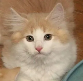 ID：1611-00399の子猫