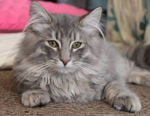ID:1209-00036の子猫