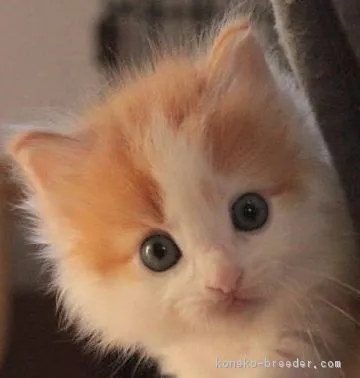 ID：1610-00143の子猫