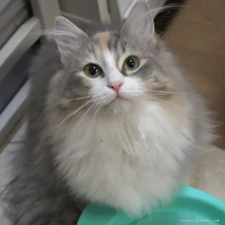 ID:2310-02611の子猫