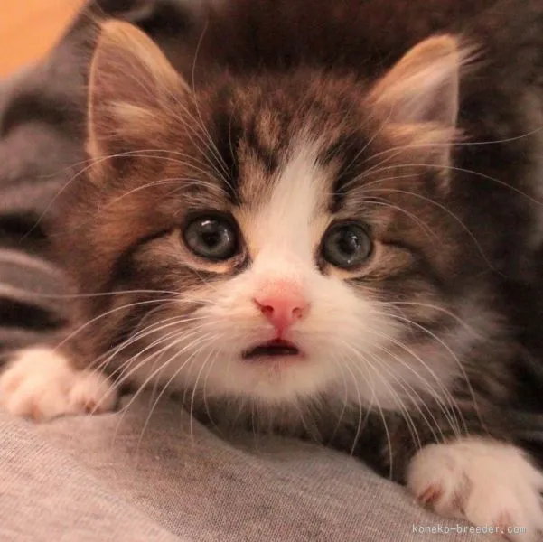 ID：1511-00068の子猫