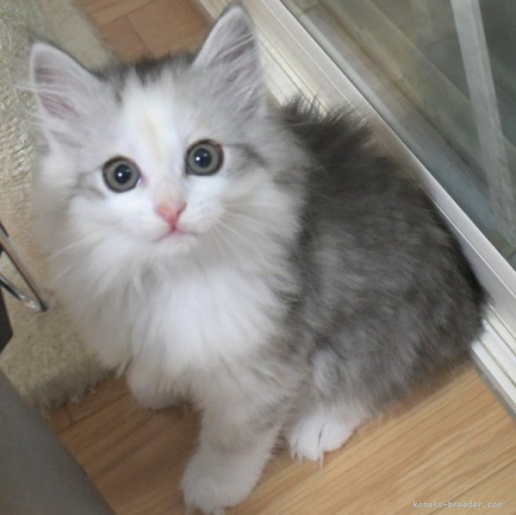 nf2 様のお迎えした子猫