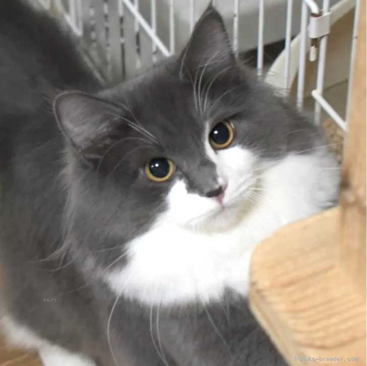 K.T 様のお迎えした子猫