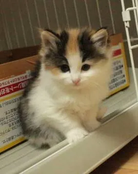 ID:1303-00129の子猫