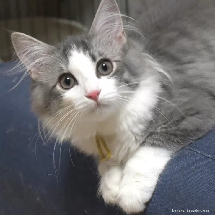 ID：2407-02496の子猫