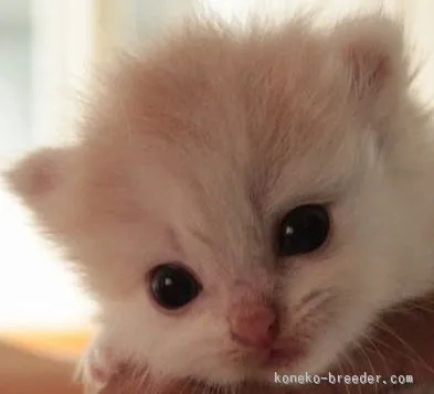 ID:1508-00148の子猫