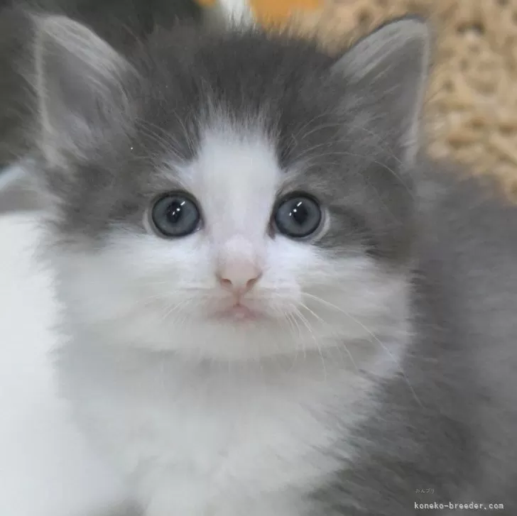 T.S 様のお迎えした子猫
