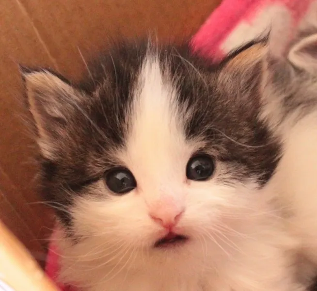 ID:1402-00038の子猫