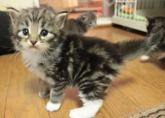 ID:1209-00033の子猫