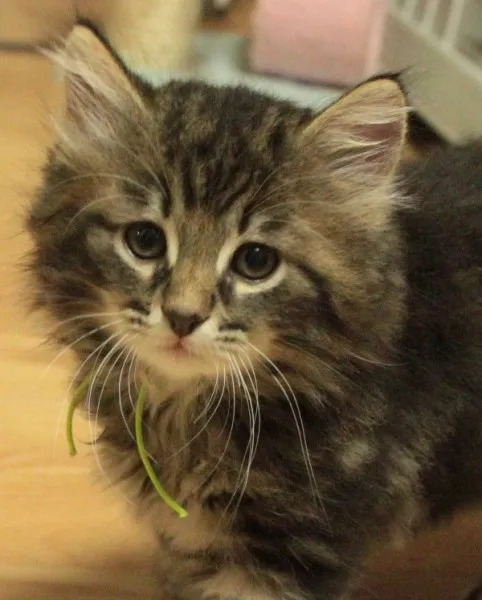 ID:1305-00185の子猫