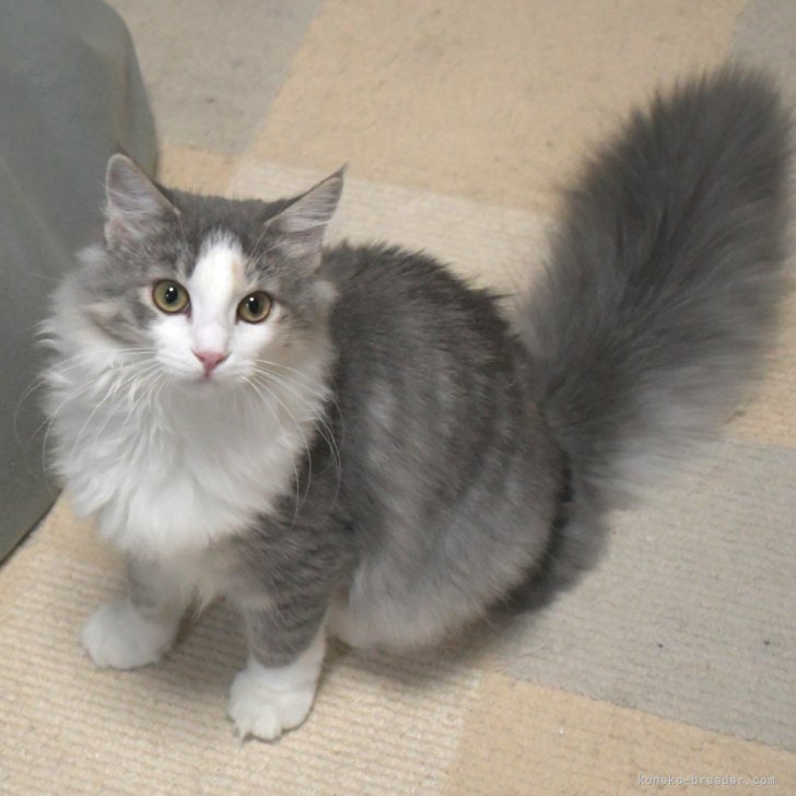 みぃ 様のお迎えした子猫