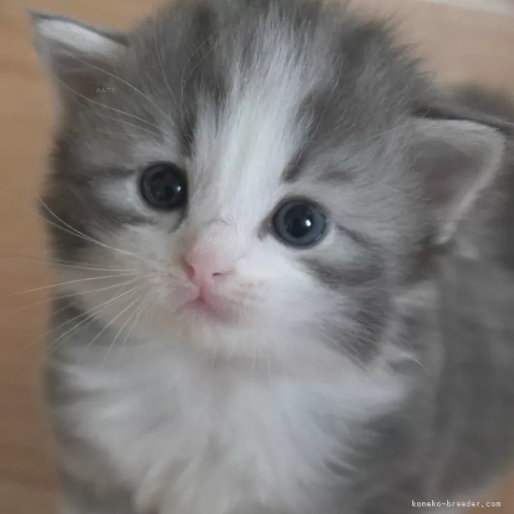 あじ 様のお迎えした子猫
