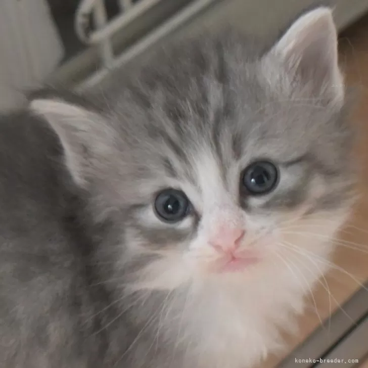 ID：2404-01328の子猫