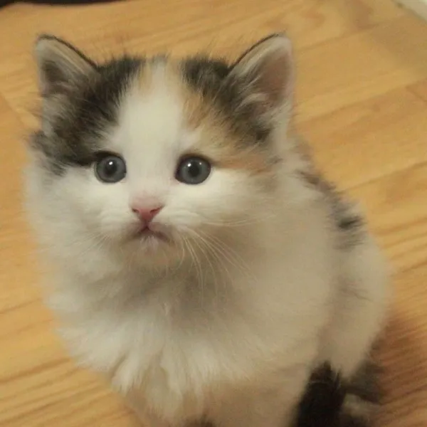 ID：1402-00221の子猫