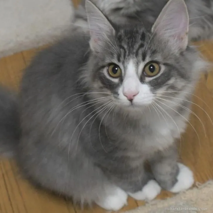 ID:2207-01837の子猫