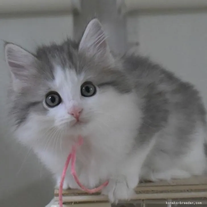 T.H 様のお迎えした子猫