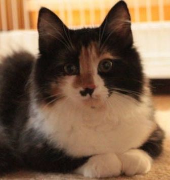 ノルウェージャンフォレストキャット【茨城県・女の子・2017年9月13日・キャリコ】の写真「唯一無二の私♪控えめな女の子(^_^)v」