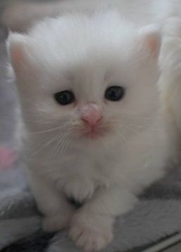 ノルウェージャンフォレストキャット【茨城県・女の子・2020年2月17日・ホワイト】の写真「久しぶりのホワイトの子猫♪」
