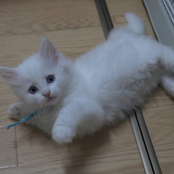 ノルウェージャンフォレストキャット【茨城県・男の子・2023年2月26日・ホワイト】の写真「4/27以降お迎え可能です！GW一緒に暮らせます♪」