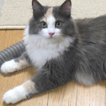 ノルウェージャンフォレストキャット【茨城県・女の子・2024年4月7日・ダイリュートキャリコ】の写真「犬のような子♪呼ぶと全力で走ってきます！！」